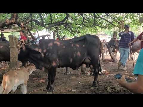 Bonitas Vacas Paridas en San Miguel  El Salvador 23/05/2024