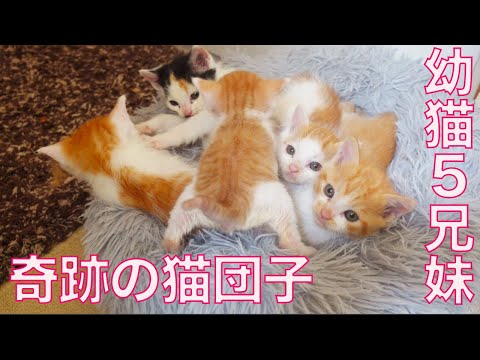 5匹の幼猫兄妹、再会からの奇跡の猫団子　The rescued 5 kitties cuddling