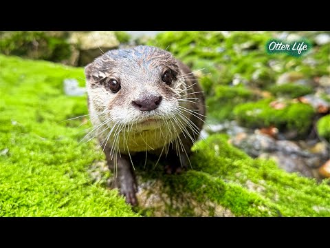 カワウソがどハマりしてしまった川とは？ [Otter Life Day 984]
