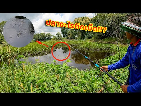 ปลาอะไรติดเบ็ด!!-ถึงกับต้องลุ้ ปลาอะไรติดเบ็ด!!-ถึงกับต้องลุ้