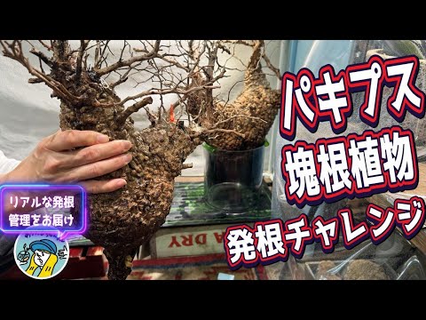 【塊根植物】パキプス発根管理のリアルをお届けします（山採り株と現地発根株とは？4株購入した中で何株が成功するのか？