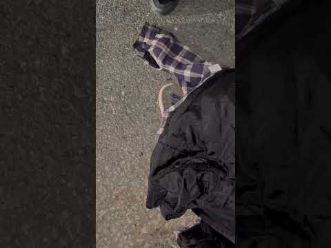 We saved a possum from the middle of the road #helpwildlife #possums #opossum #saveanimals