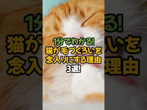 【知らなきゃ損】猫が毛づくろいを念入りにする理由3選!🐾1分で解説!