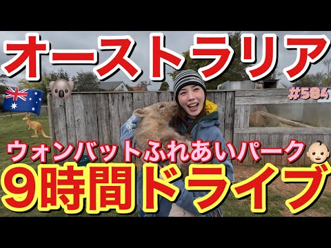 オーストラリアでドミニクれいちゃんが9時間ドライブ耐久した日にウォンバットとふれあいしたら疲れ吹っ飛んだとりあえず癒されたい時はオーストリア絶対おすすめ