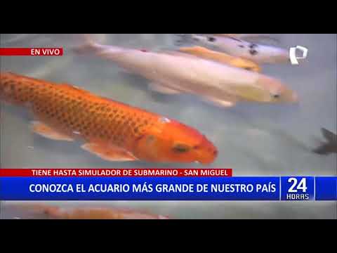 24Horas VIVO Conozca el acuario más grande del Perú
