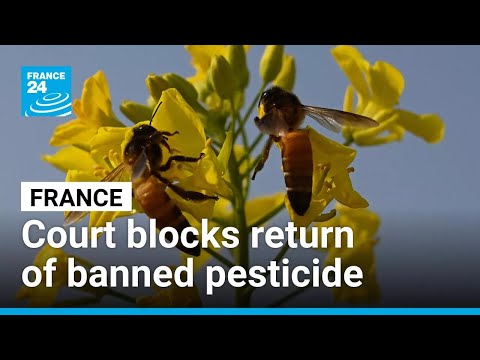 French court blocks return of banned pesticide • FRANCE 24 English