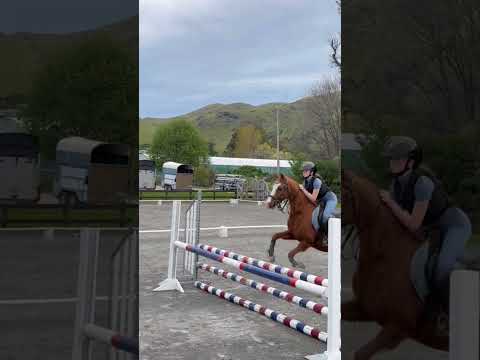 AHHHHH #horse #jumper #eq #pony #ponyhorse #chestnut #equestrian #sj #rider #equestrianjourney
