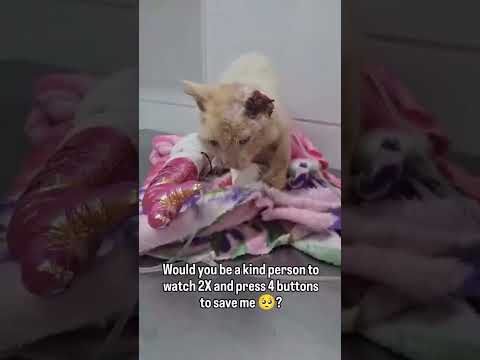#foryou #catlover #<strong>viral</strong> #cats #support