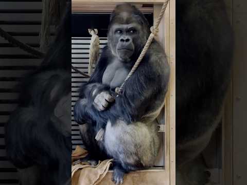 Handsome Gorilla Shabani