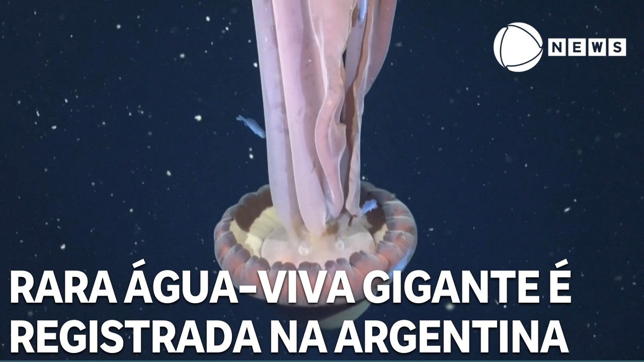Rara água-viva gigante é registrada no mar da Argentina