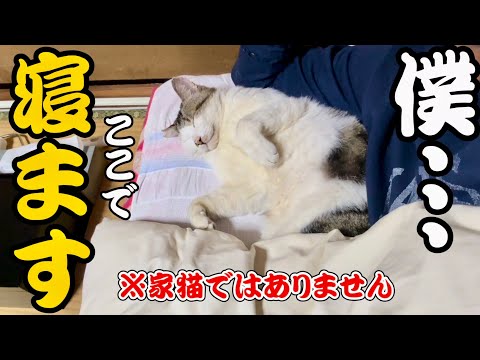 【通い猫】小次郎ついに布団イン