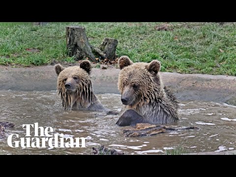 Bears eat week’s worth of honey after escape from Devon enclosure