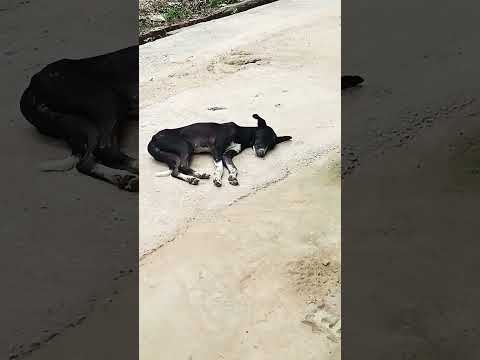 animal lover short video YouTube