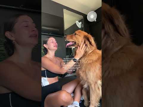 does anyone else understand how I feel 🥹 #goldenretriever