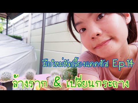 มือใหม่หัดเลี้ยงแคคตัสep14-เสน มือใหม่หัดเลี้ยงแคคตัสep14-เสน