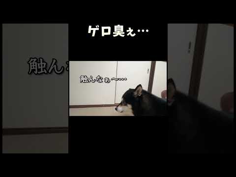 柴犬の日常を楽しむ動画紹介 サムネイル