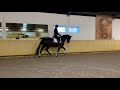 Dressage horse Bloedmooie 5 jarige Dante Weltino merrie
