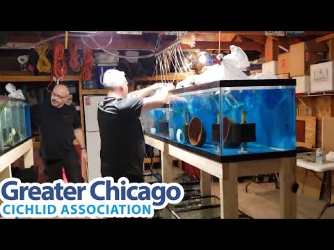 Prepping all the cichlids for the GCCA RARE FISH A Twice each year, GCCA works with top breeders and importers from around the world to bring in rare a