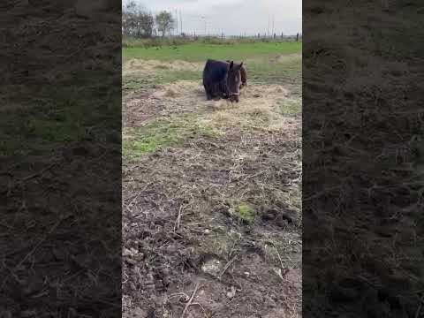 #horse #horses Kate🤗🍀