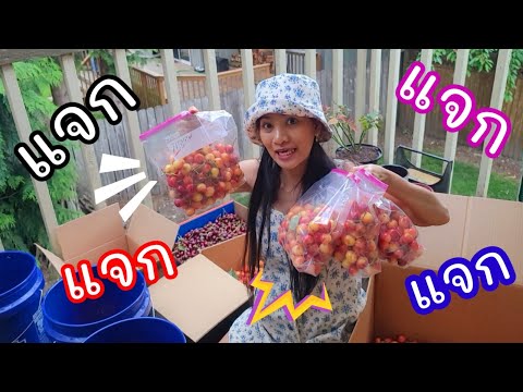 แจก-แจก-แจกเชอรี่ให้เพื่อนบ้าน แจก-แจก-แจกเชอรี่ให้เพื่อนบ้าน