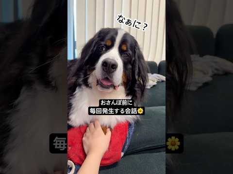 おさんぽ前に毎回発生する会話🌼 #バーニーズマウンテンドッグ