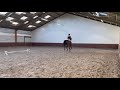 Springpferd Quality 5yo mare with future