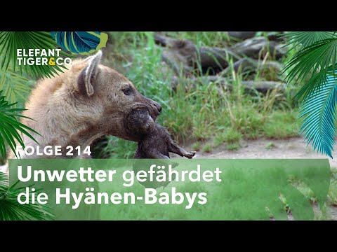 Am Tag, als der Regen kam (Folge 214) | Elefant, Tiger & Co. | MDR