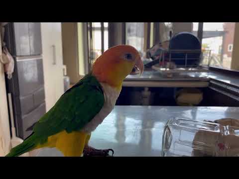 すぐ飽きる性分のシロハラ