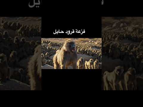 معكم ياقرود الطائف 🫡 #قرود_الطائف