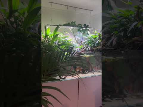 Wild discus jungle aquarium -~-~~-~~~-~~-~-
Please watch_ 
