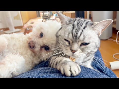 猫の動画サムネイル - 朝から女同士の修羅場に！？果たして結末はいかに！