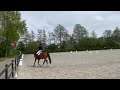 Dressage horse Fijne kwaliteitsvolle merrie