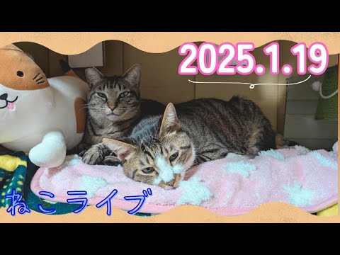 【キジトラなかよし兄弟】ガーちゃん&ゴマちゃんライブ 2025.1.19　生配信【リキちゃんねる・猫LIVE】