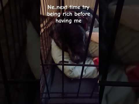 Next time try being rich before having ghost💸||#cute#cutedog