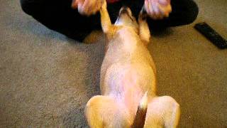 How To Do Dog Yoga With Your Dog - Youtube