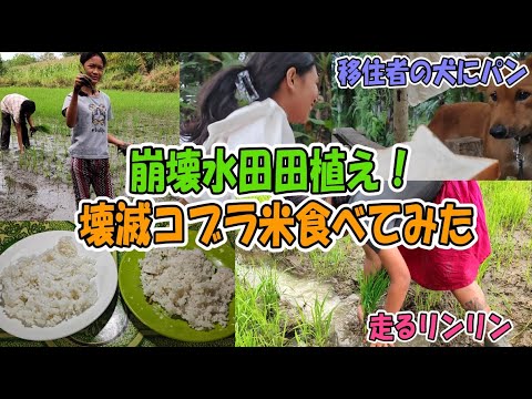 壊滅コブラ米を食べてみた/水田を復活させるぞー/ひもじそうな隣人の犬にパンをあげる/逃げるリンリン