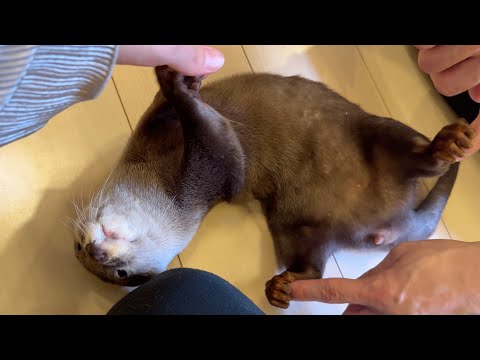 理不尽にも静かにかするように子供から「ちゅうい」を受けてしまうカワウソ An otter gets a warning from a child to be quiet.