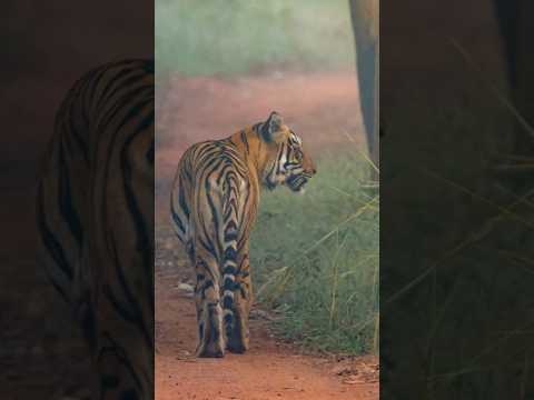 I Photographed a Tiger for 3 Days in a Row!