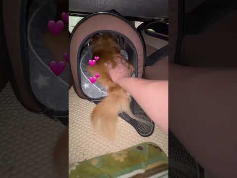 素直なしっぽ💕#チワワ#チワワレッド#多頭飼い