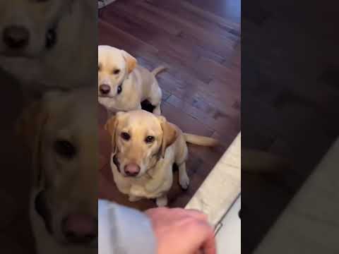 #funnydogs#cute#doglover#doglife#cure#dogshorts#pet#doglife#dogshorts