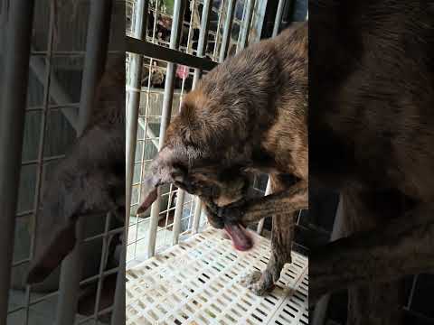 老蘇愛心天使團救助安養的米克斯老爺爺 大虎 目前身體狀況相當好，精神食慾也非常好，剛來時的大虎渾身傷痕纍纍，後腳癱瘓，醫院宣布終生殘廢，沒有想到復原的這麼好，真是意志力堅強個性又相當溫柔的老爺爺