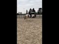 Allround-pony Super lieve kinderpony/sportpony