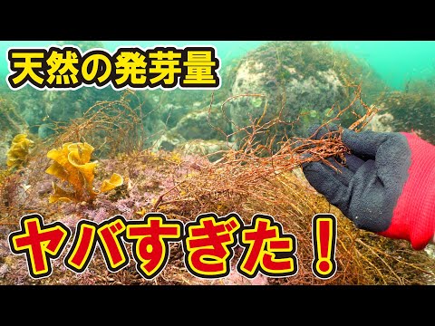 海藻が森のように生える発芽量が遂に判明した！【モガハエール】