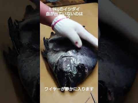 静かにイシダイを神経締め