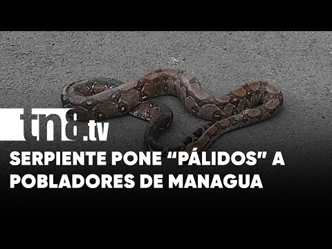 Serpiente pone «pálidos y chirizos» a pobladores de Managua - Nicaragua
