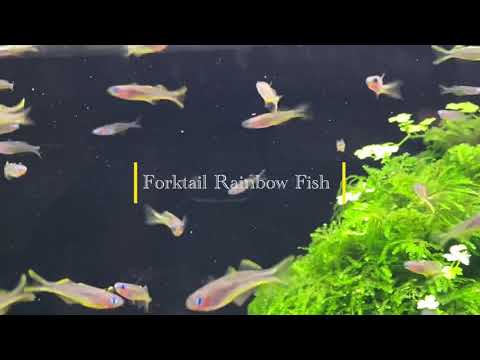 Forktail Rainbow Fish 