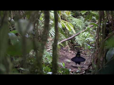 BBC Planet Earth - Birds of Paradise HD