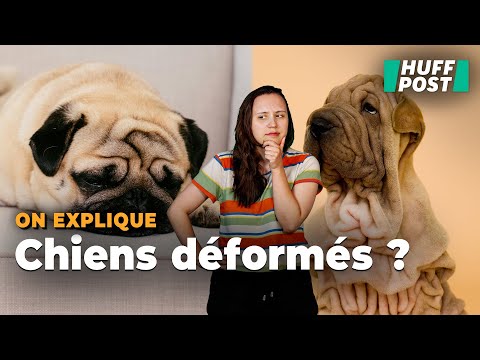 Ces chiens que vous trouvez si mignons, mais qui en souffrent toute leur vie