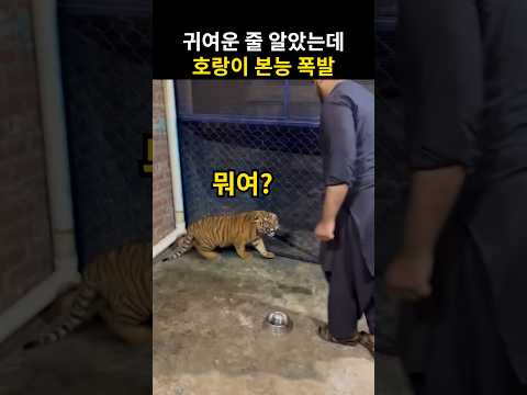 귀여운 <strong>줄</strong> 알았던 아기 호랑이의 본능