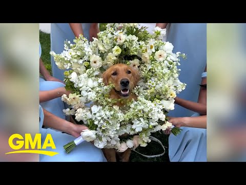 Adorable dog wears bouquet as flower girl at wedding